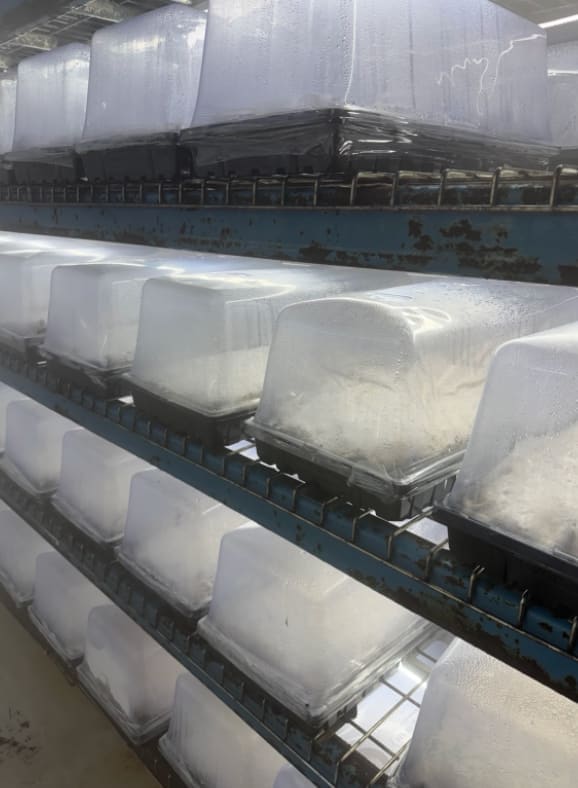 Substrate bins on metal shelving racks, white mycelium visible through translucent lids.