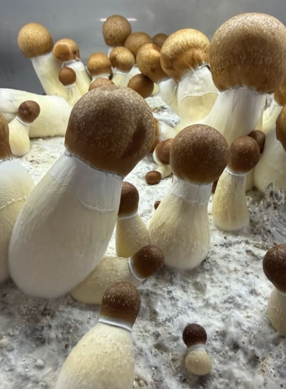 Dense fruiting body formation — clusters of mushrooms at full development in a grow tub.