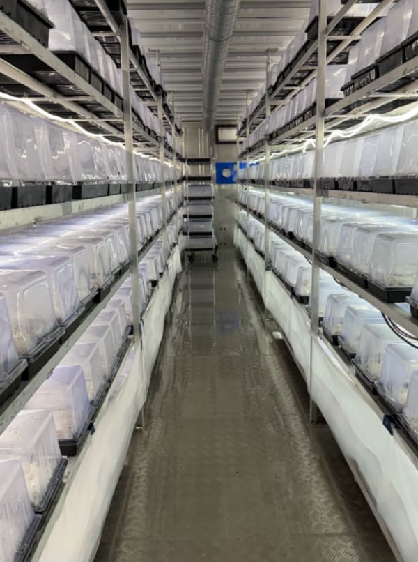 Colonization and fruiting racks under full-spectrum LED. Every shelf is dated and rotated weekly.