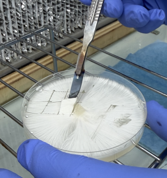 Blue-gloved hands using a scalpel to transfer a mycelium wedge between colonized agar plates in a HEPA-filtered lab environment.