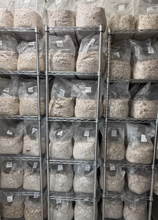 Floor-to-ceiling wire shelving racks packed with labeled grain spawn bags showing white mycelium colonization at various stages.
