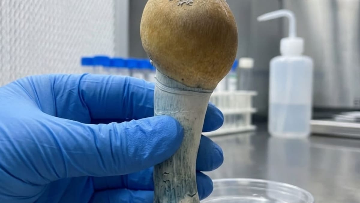 Gloved hand holding a freshly harvested psilocybin mushroom